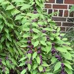 Callicarpa dichotoma Meyve