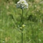 Silene sendtneri Flower