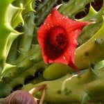 Huernia macrocarpa Lapas