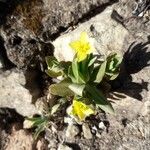 Centaurium maritimum Habit