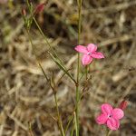 Kohautia grandiflora Folio