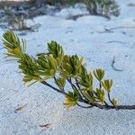 Suriana maritima Feuille