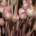 Allium atroviolaceum x Allium polyanthum ফুল