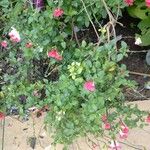 Salvia microphylla List