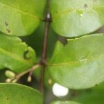 Chiococca alba Yaprak