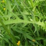 Cirsium alsophilum Leaf