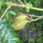 Caesalpinia bonduc Fruit