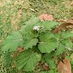 Heliotropium indicum Лист