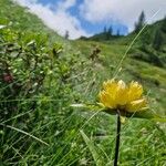 Gentiana punctataFlower