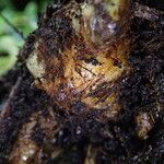 Dryopteris pentheri Sonstige