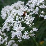 Valeriana officinalisКветка