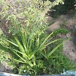 Albuca bracteata List