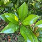 Magnolia virginiana 葉