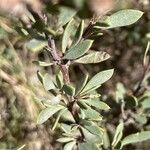 Globularia alypum Leaf