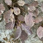 Cornus sanguinea Folla