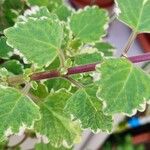 Plectranthus forsteri Blad