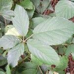 Rubus silvaticus পাতা