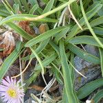 Erigeron alpinus Leaf