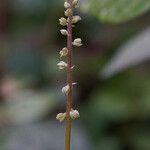 Cyathula prostrata Blüte