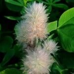 Trifolium arvense Flower