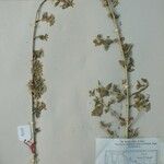 Roylea cinerea Other