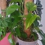 Epipremnum aureum Hoja