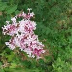 Syringa pubescens Blomma