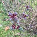 Veronica × andersonii Blatt
