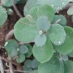 Kalanchoe hildebrandtii Leaf