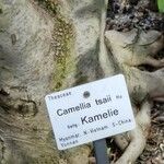 Camellia tsaii Drugo