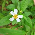 Bidens alba Цвят