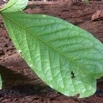 Poecilanthe hostmannii Leaf