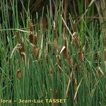 Typha minima Natur