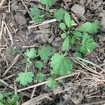 Artemisia vulgarisLeaf