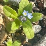 Myosotis arvensis Máis