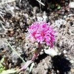 Viscaria alpina Flower