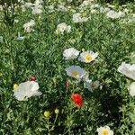 Romneya coulteri অভ্যাস