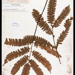 Lindsaea divaricata Лист