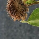 Helianthus petiolaris Fruit