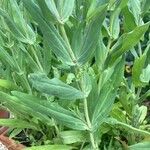 Gypsophila vaccaria Leaf