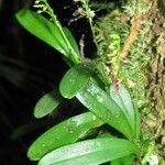 Platystele perpusilla Otro