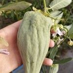 Araujia sericifera Frukt