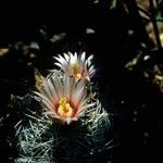 Mammillaria barbata Flower