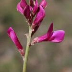 Hedysarum naudinianum Kvet