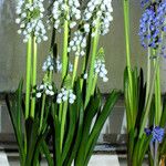 Muscari botryoides عادت داشتن