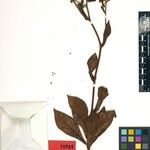 Apodocephala radula Otro
