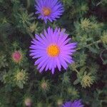 Machaeranthera tanacetifolia Flor