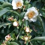 Stewartia rostrata Flower