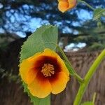 Abutilon hirtum ᱵᱟᱦᱟ