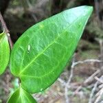 Griselinia racemosa Лист